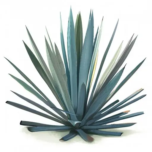 Mezcalómano AI Card Art, Agave Directory and Website, image 8 of 13
